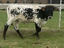 Hondo’s Bound to Win FHR