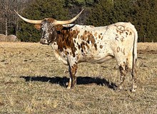 MIDWEST BOUJIE BETTY